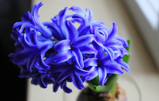 明日之后彩蛋揭秘：蓝色试剂中的花朵代表着什么？